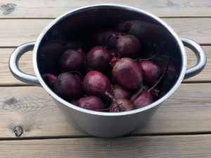 rödbeta